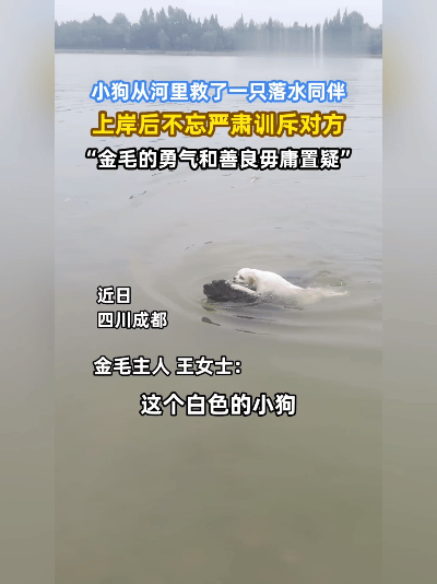太懂事！十二岁金毛勇救落水小伙伴，救上岸还严厉训斥同伴，这通教育看得路人直呼比人
