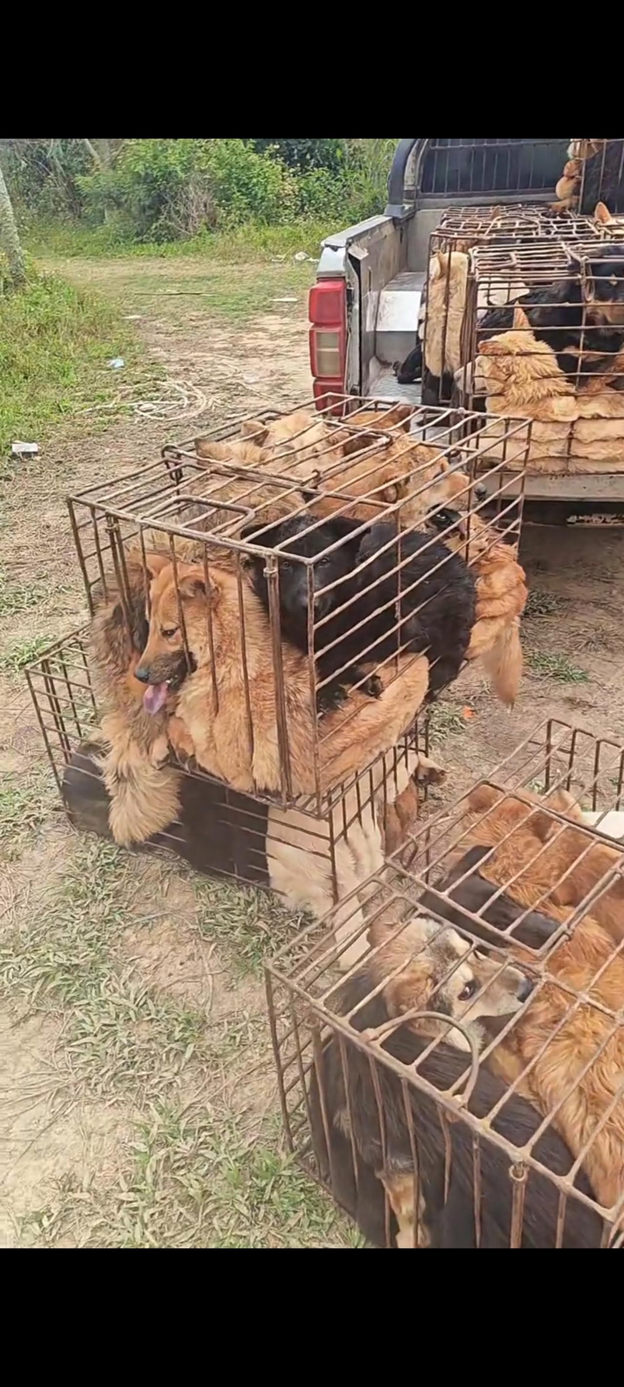 这是一位司机在帮货场老板运输货物的时候，无意间在一处隐秘的屠宰场内拍摄下来的视频