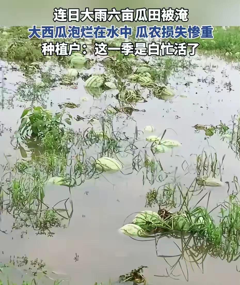 网络需要正能量，让网速传播大爱！喂，一个电话“把老乡水淹的瓜按市价2倍收了，发给