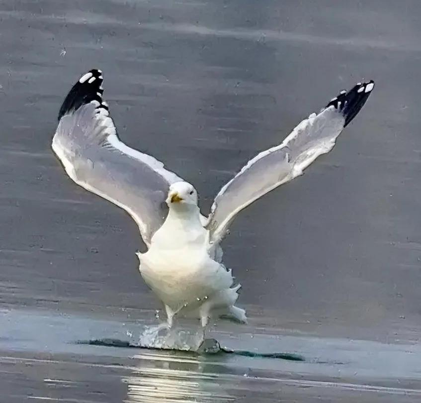 银鸥独舞