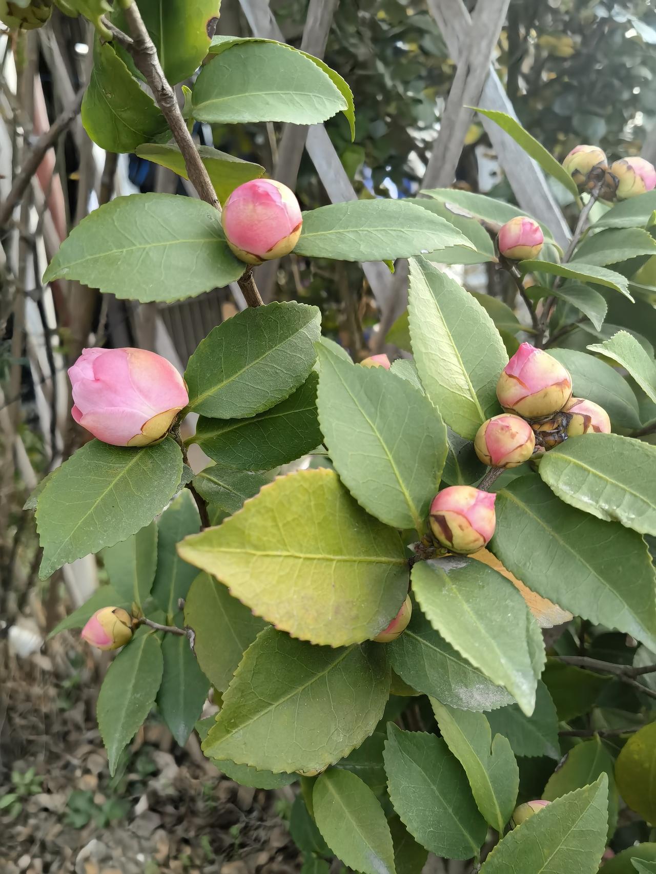 今年春天最想实现的心愿 今年春天，我最想实现的心愿就是去一趟江南古镇。想象一下，