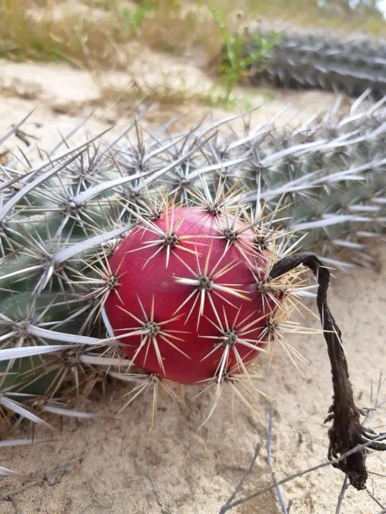 稀有爬行魔鬼仙人掌水果CREEPING