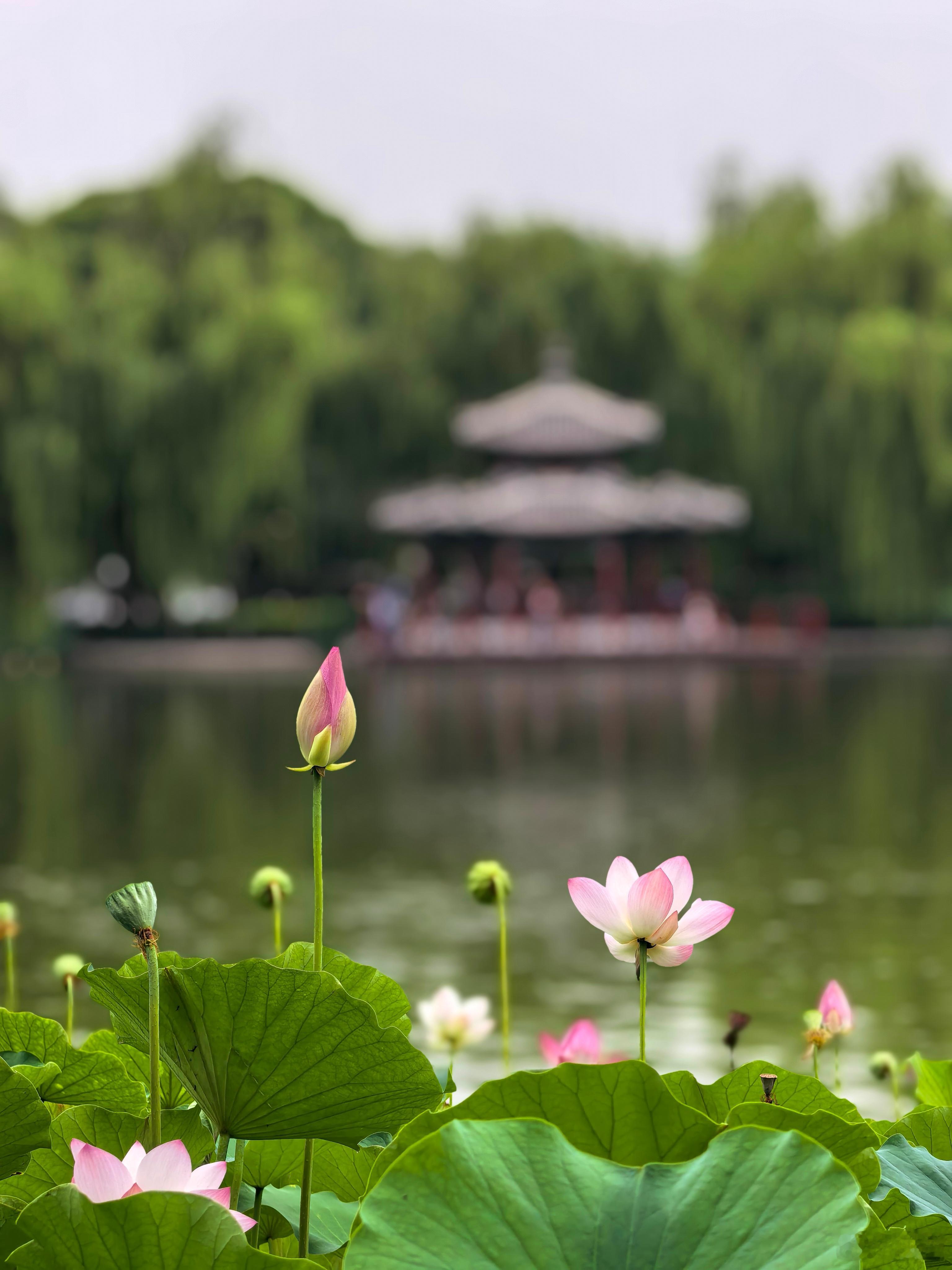〖荷韵陶然，雨中清欢〗        大暑时节，暑气蒸腾，陶然亭的荷塘却是一派清