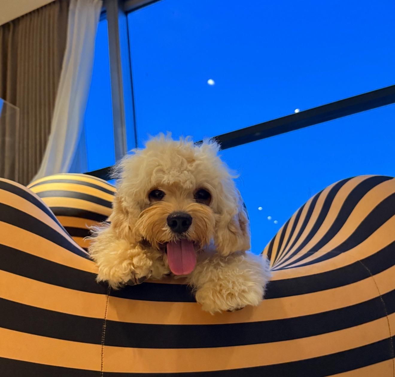 画一只小狗