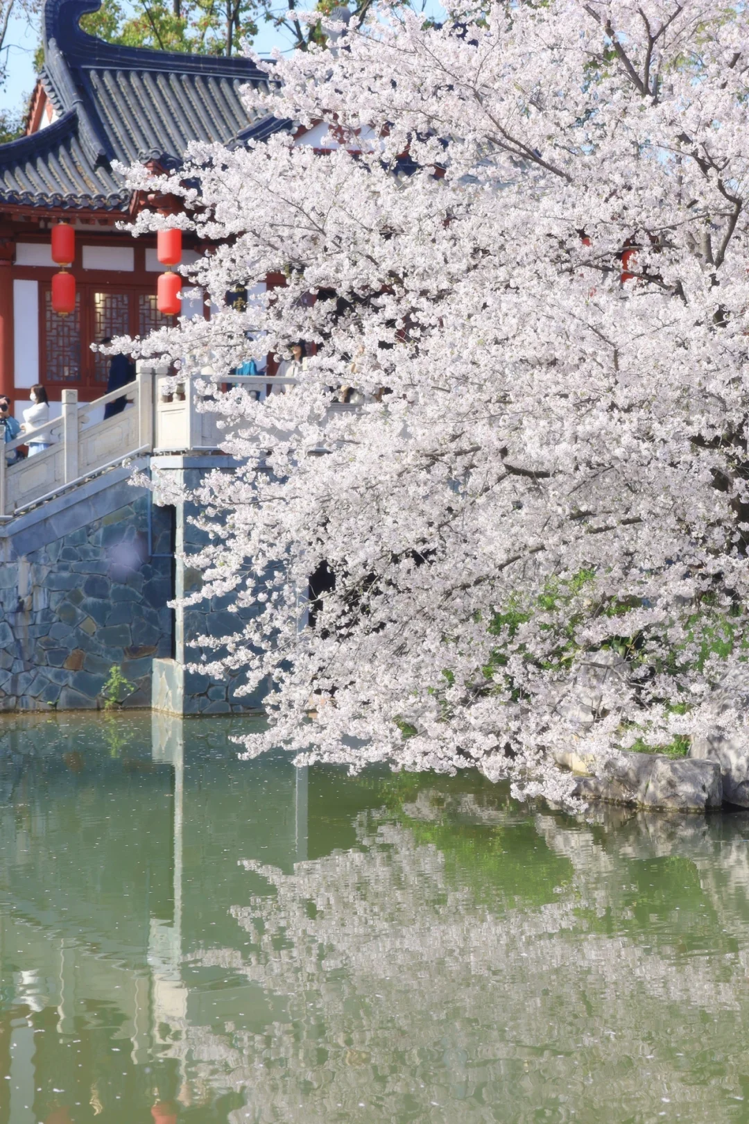 2025武汉赏樱保姆级攻略❗️东湖樱园篇