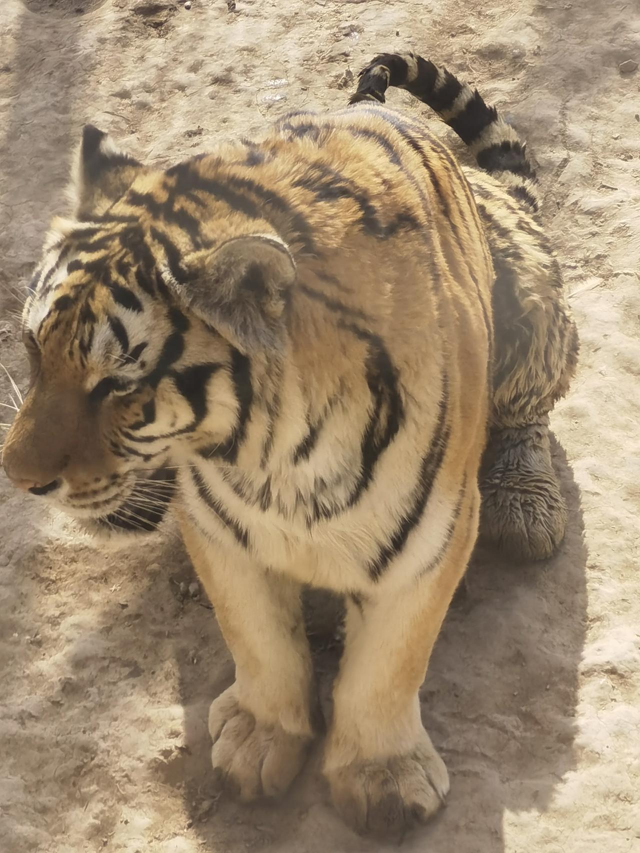 虎卧沙丘间，威风显神威。——富平中华郡景区内有一个“虎园”，养着五十多只老虎供游