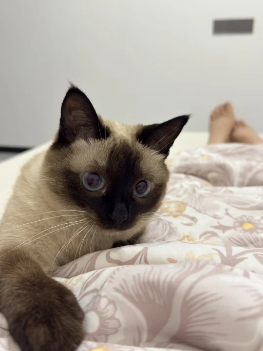“妈，醒醒，别睡了，泰饿了🥺”