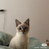 小甜爱看国际