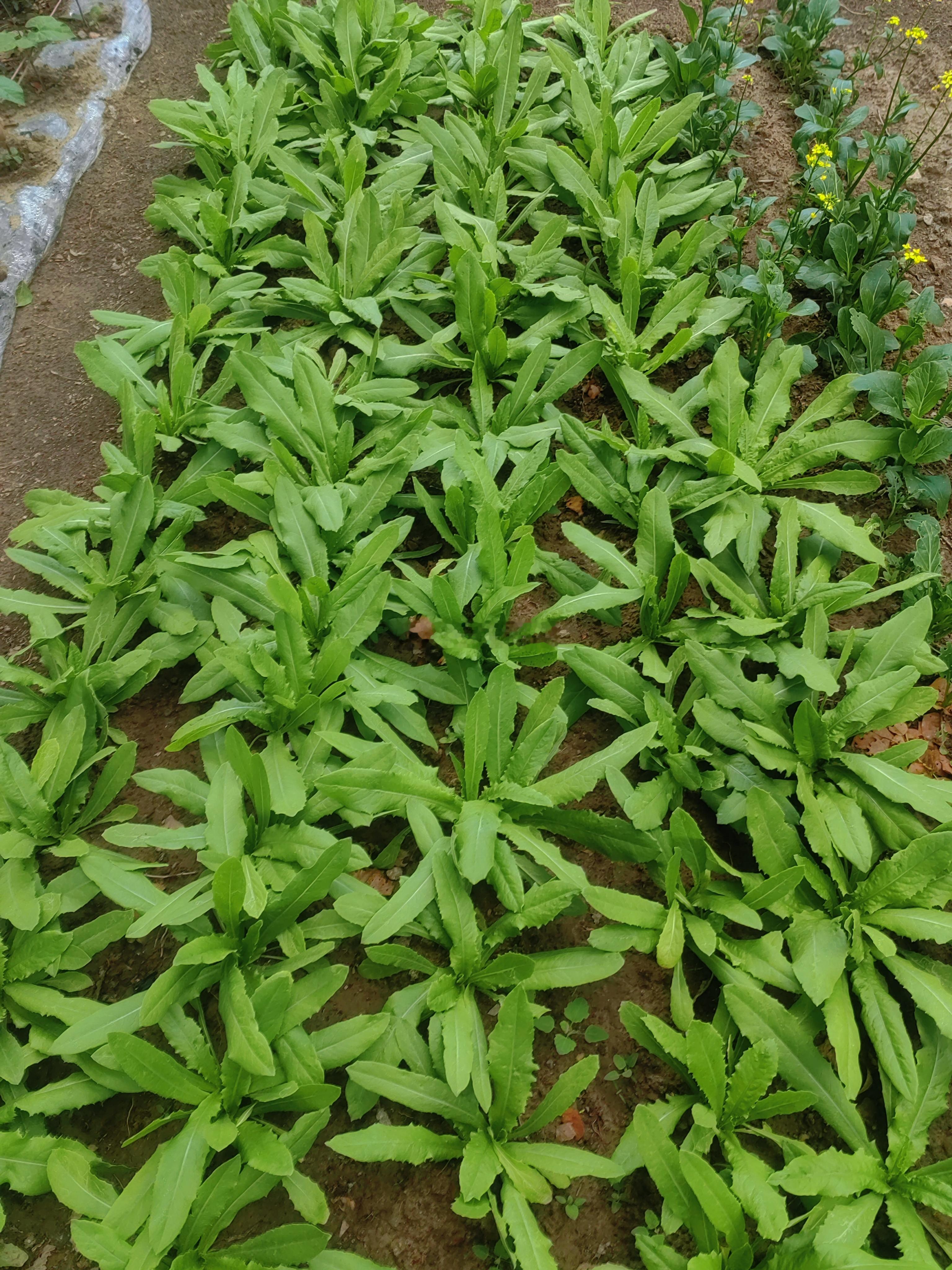 生活手记今年菜园满池脆嫩油麦菜成为我家餐桌新宠……日常