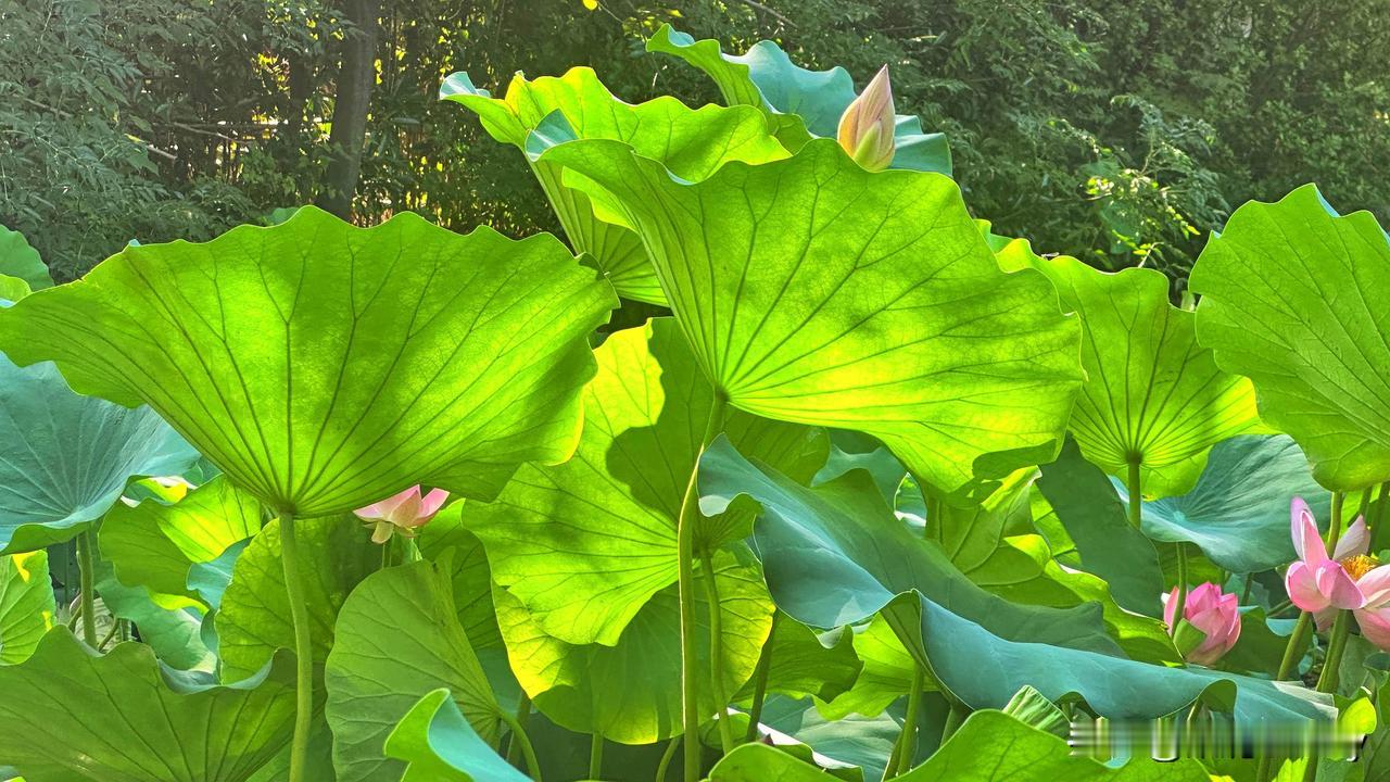 不与群芳争艳色，只擎清气满塘生。