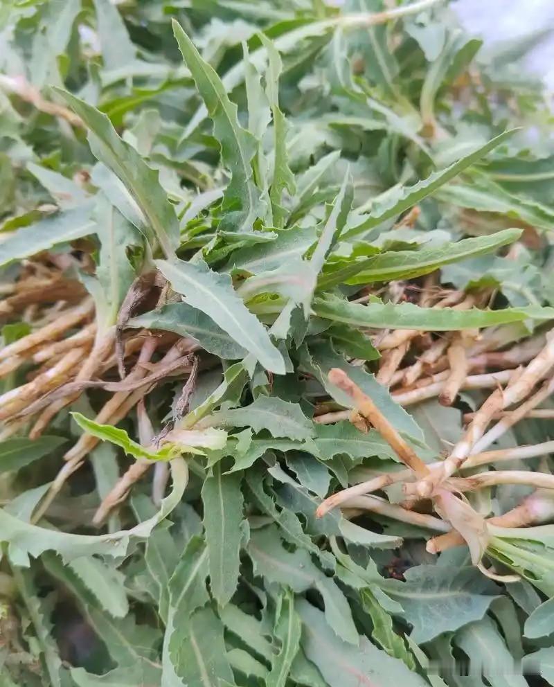 还别说，我还真喜欢吃野菜。
饭在桌上，有一盘儿野菜，最先动筷子的就是这盘儿。
感