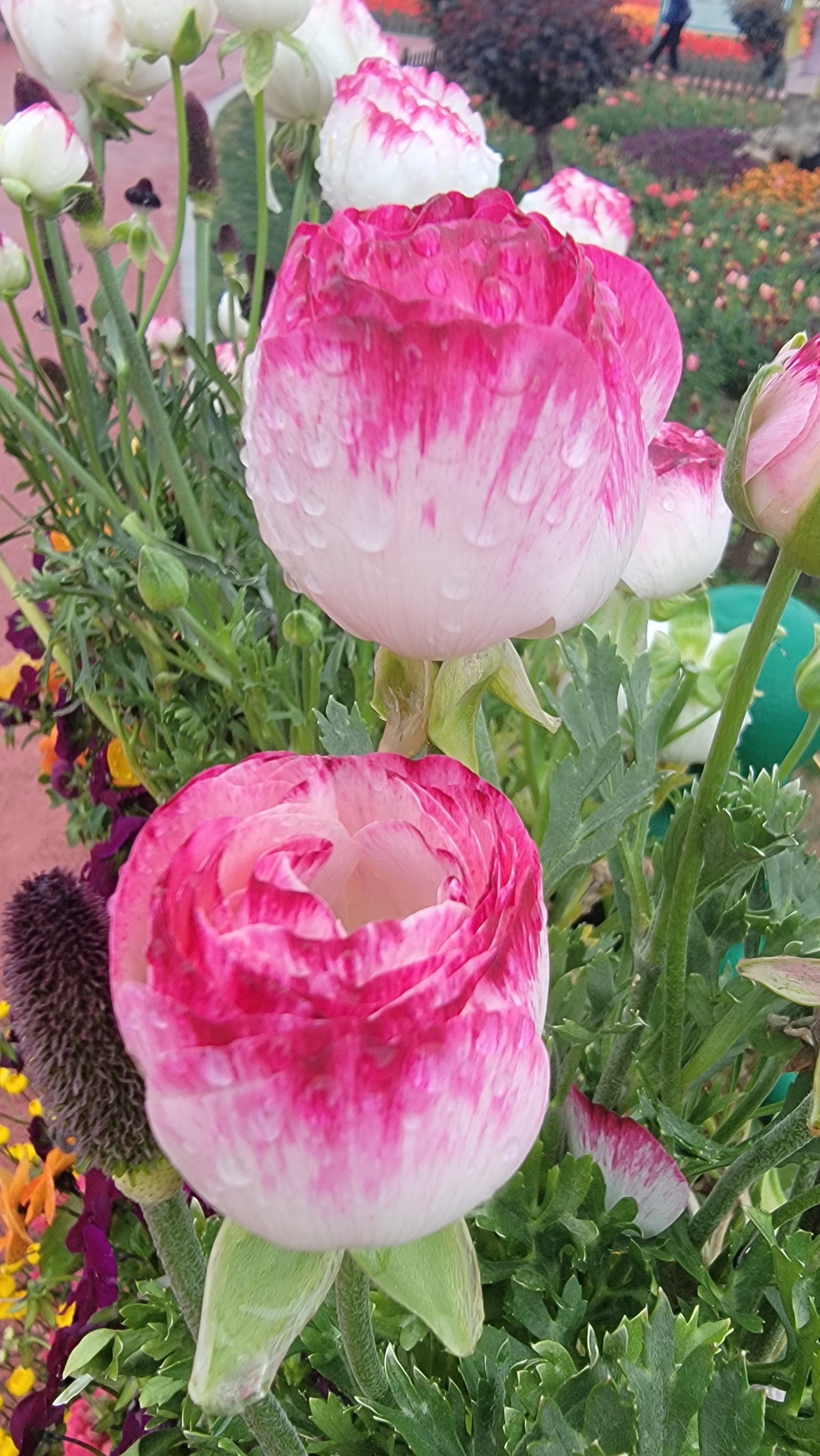 芍药甘草汤出自张仲景《伤寒论》。第29条云：“伤寒脉浮，自汗出，小便数，心烦，微