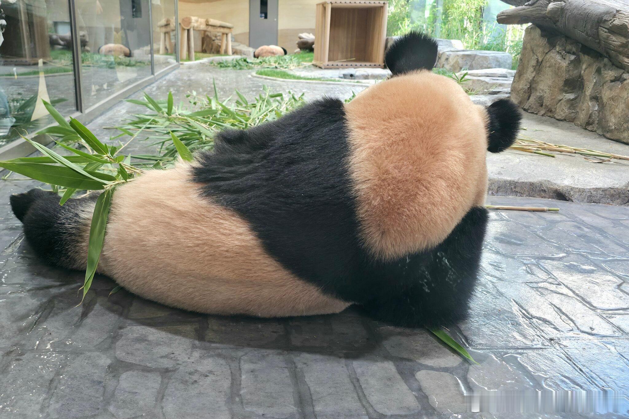 优雅的睿宝 ​​​