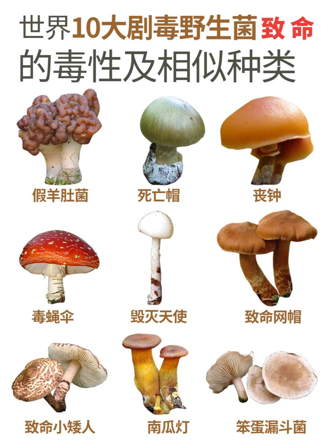一定要记住这些野生菌，千万不能误食！