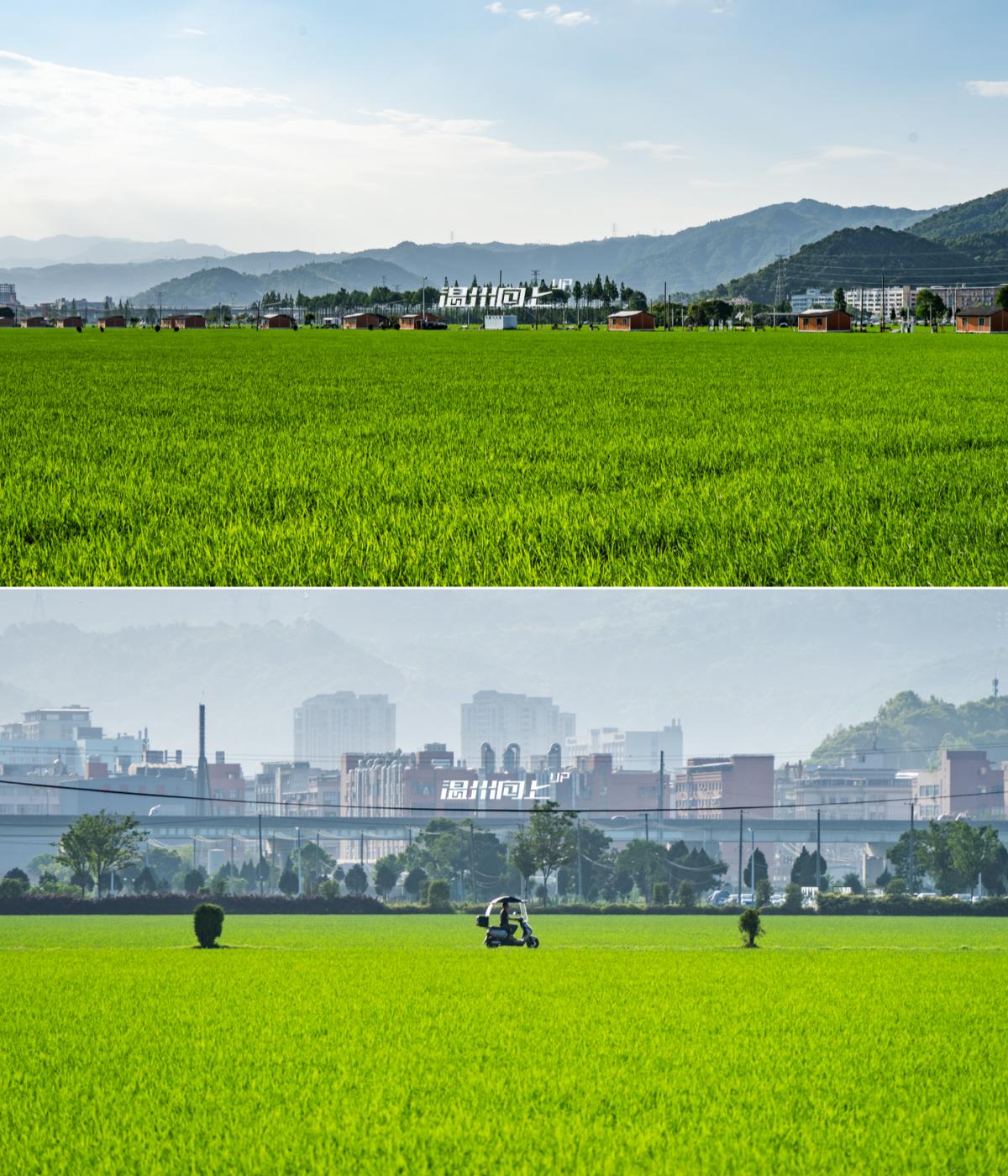 在园博园，看到了温州旅游城市的模样
挑了游客较少的时间段，逛了两次园博园。整体体