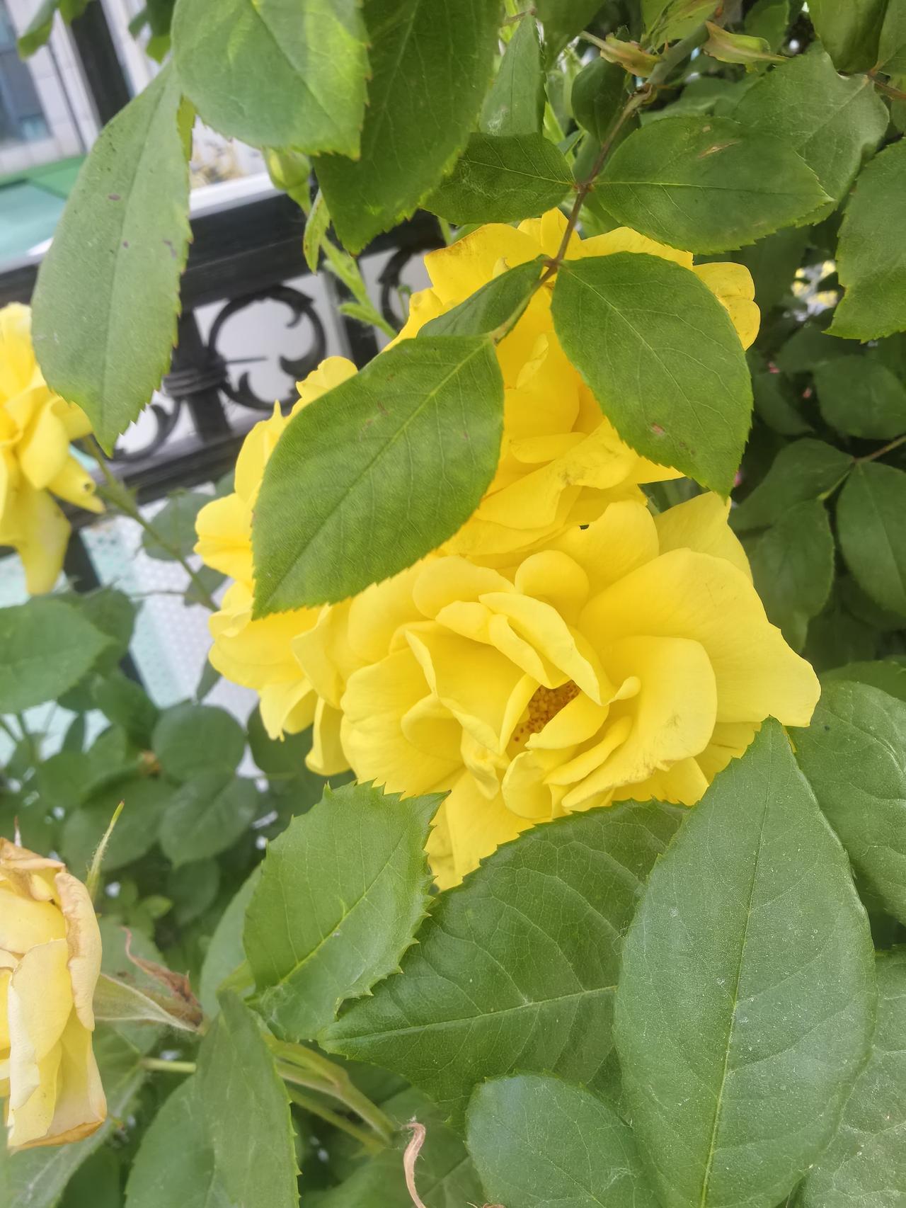 随手一拍，记录美好黄色的月季花