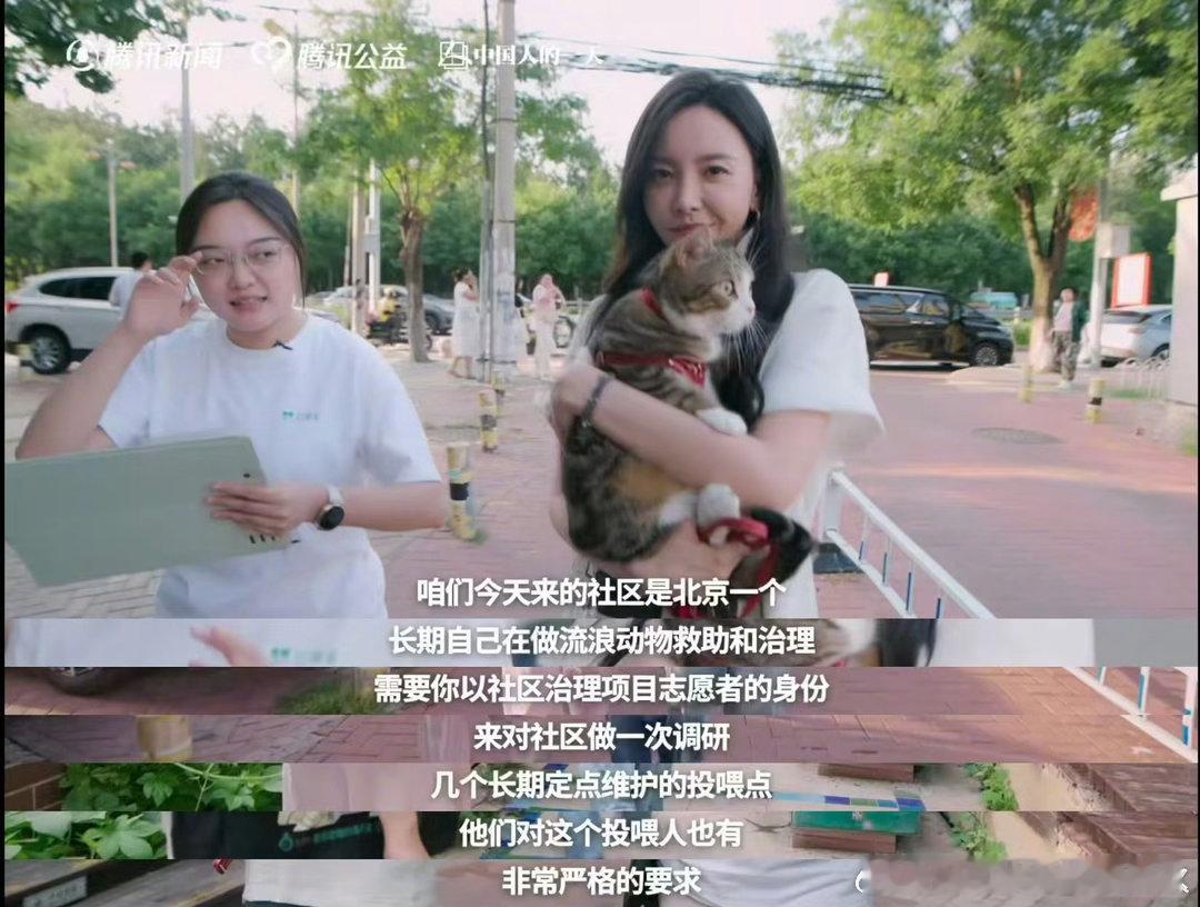 于文文呼吁不要残忍抛弃宠物志愿者称60%流浪动物熬不过北方冬天于文文姐姐真的是太