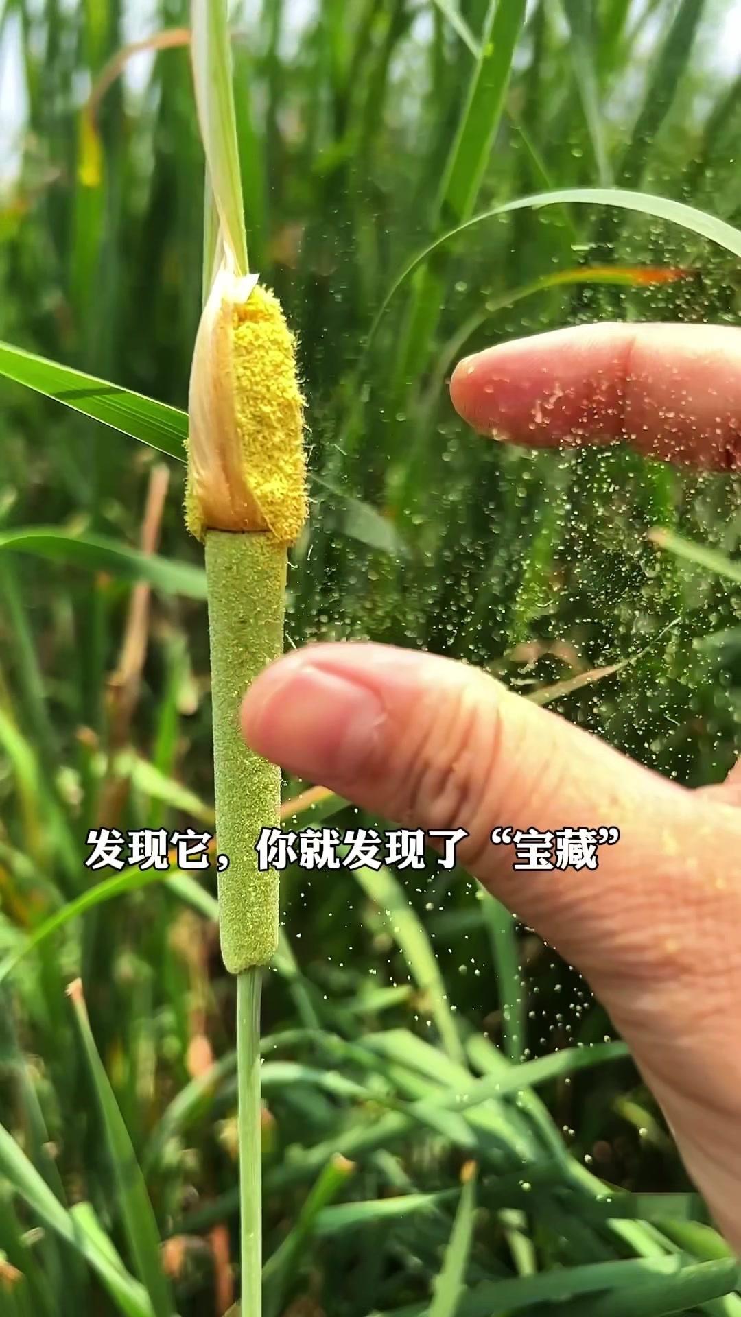 发现它你就发现了宝藏，它叫香蒲。它的花粉是一味千年名药蒲黄，最早记载于《神农本草