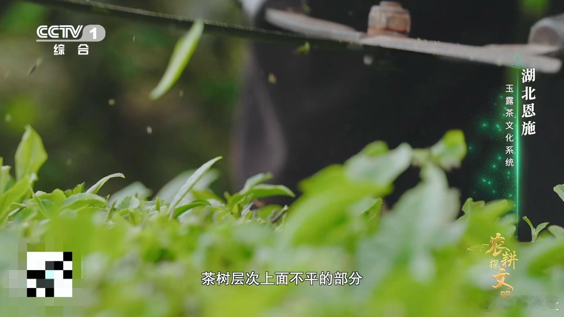 茶树做发型看得好解压给茶树“深呼吸”的机会！深修时清理病枝杂条，剪除拥挤，疏通空