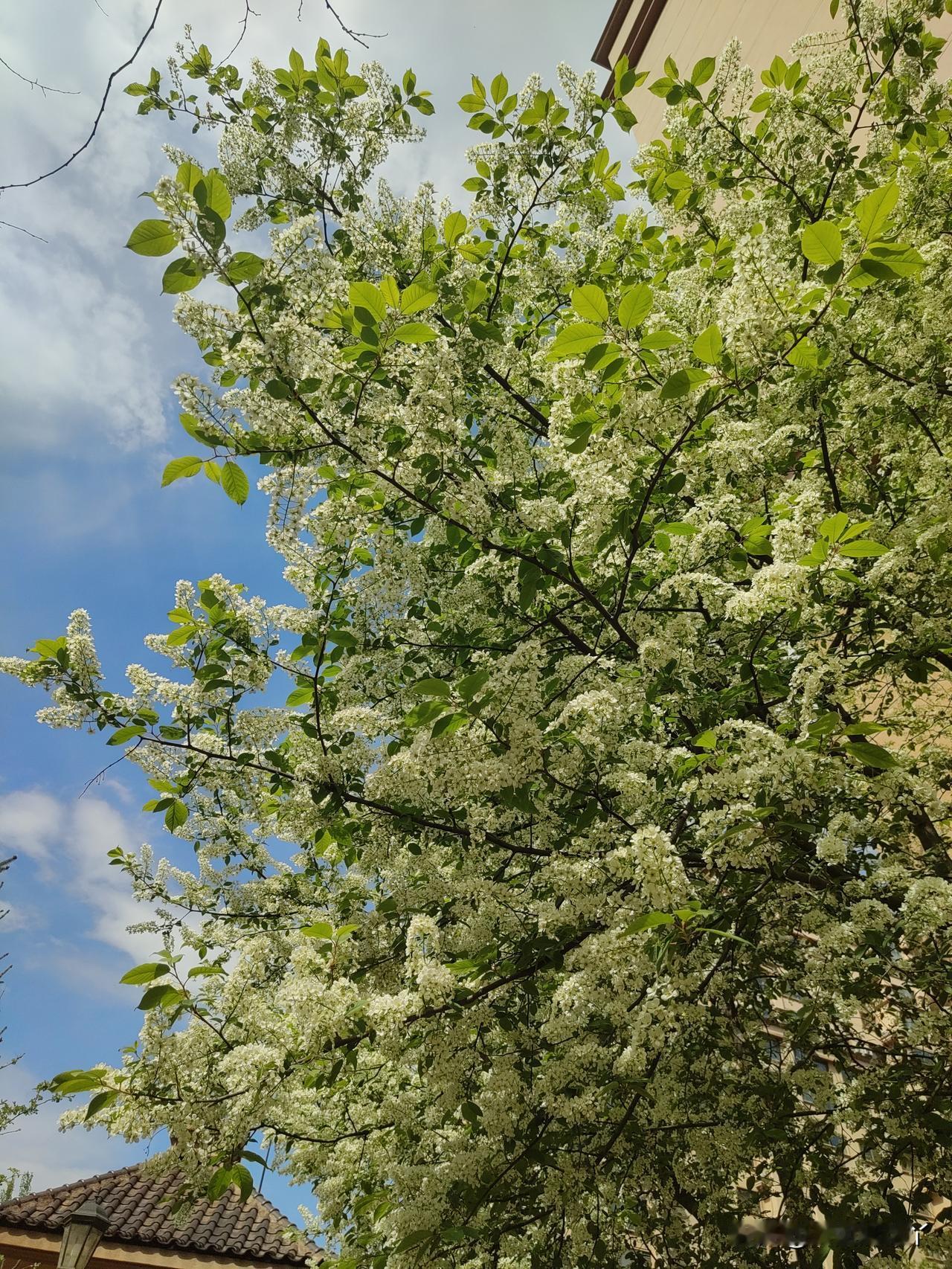 我离开芜湖的时候香樟树正在疯狂开花——满城浸在香气里，害得我打喷嚏流鼻涕，花粉过