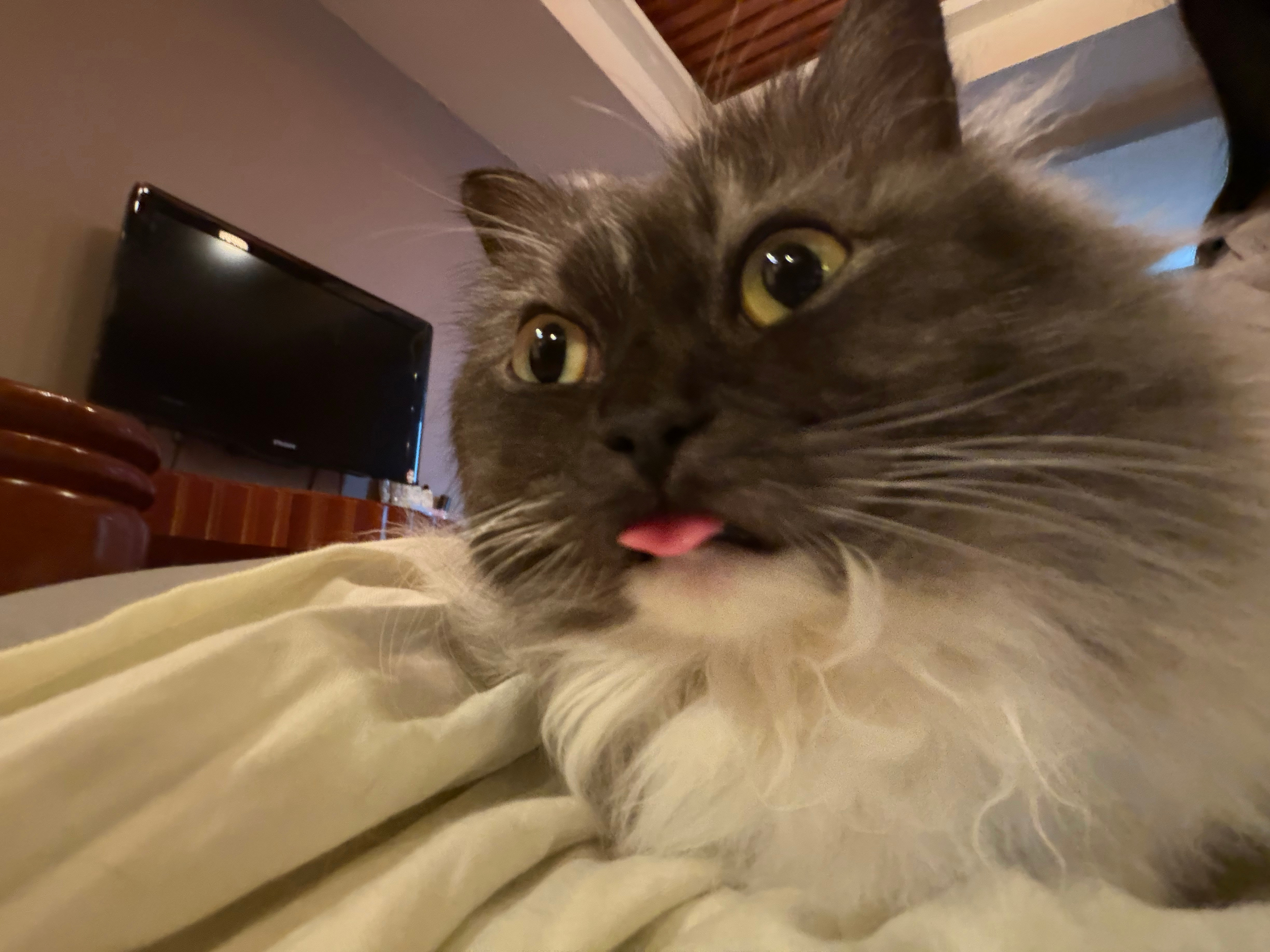 -喵星人喵星人的喵星球毛孩子[超话]萌宠可爱小猫猫咪猫猫