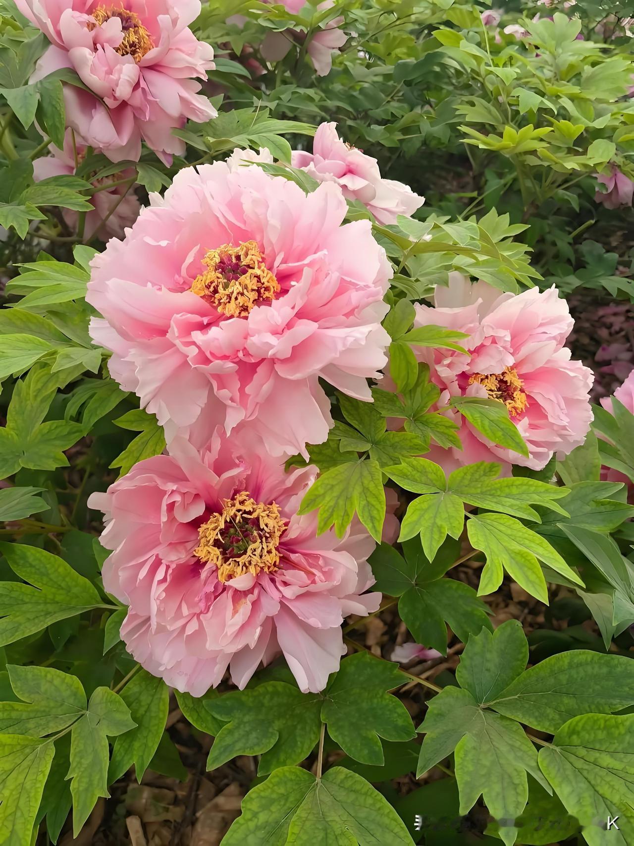 《牡丹吟》
——宋·邵雍
牡丹花品冠群芳，
况是其间更有王。
四色变而成百色，