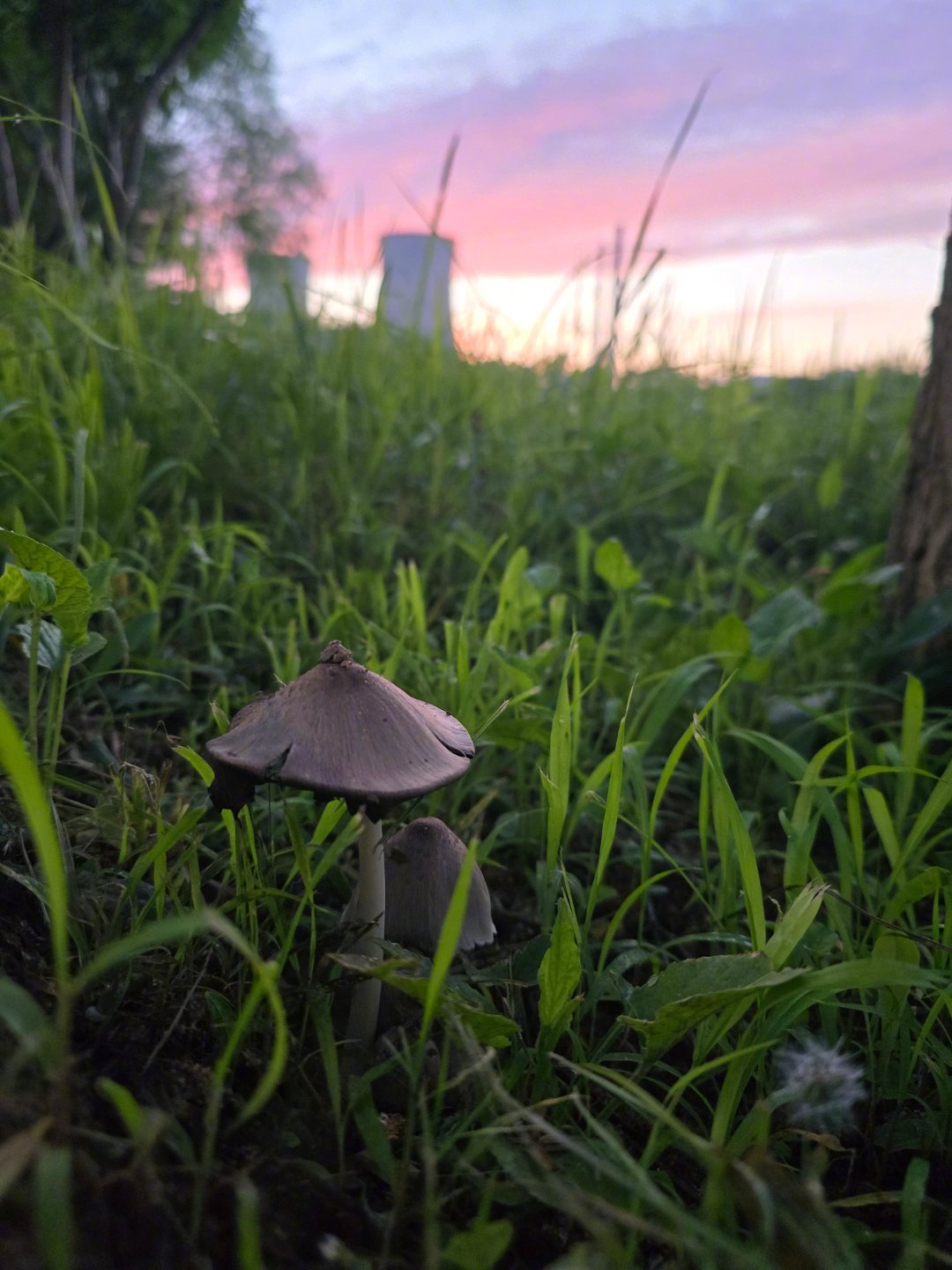 发现一朵小蘑菇～～ 