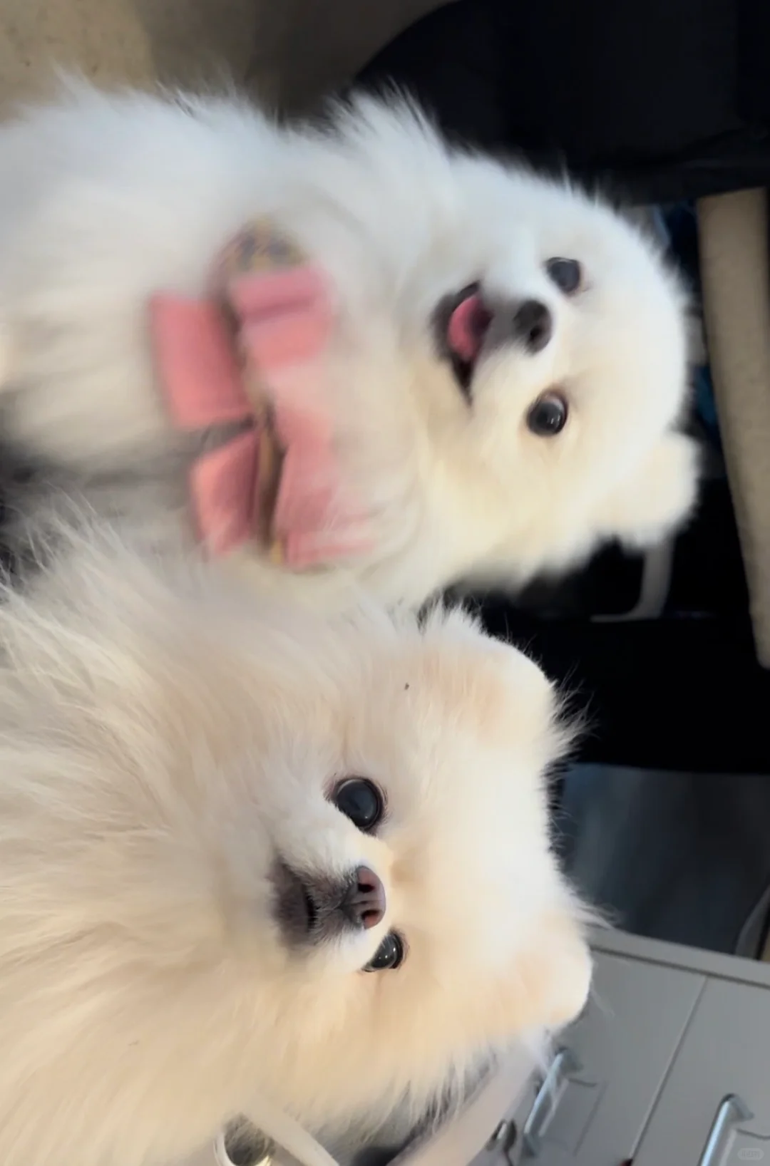 小狗✖️2 快乐翻倍