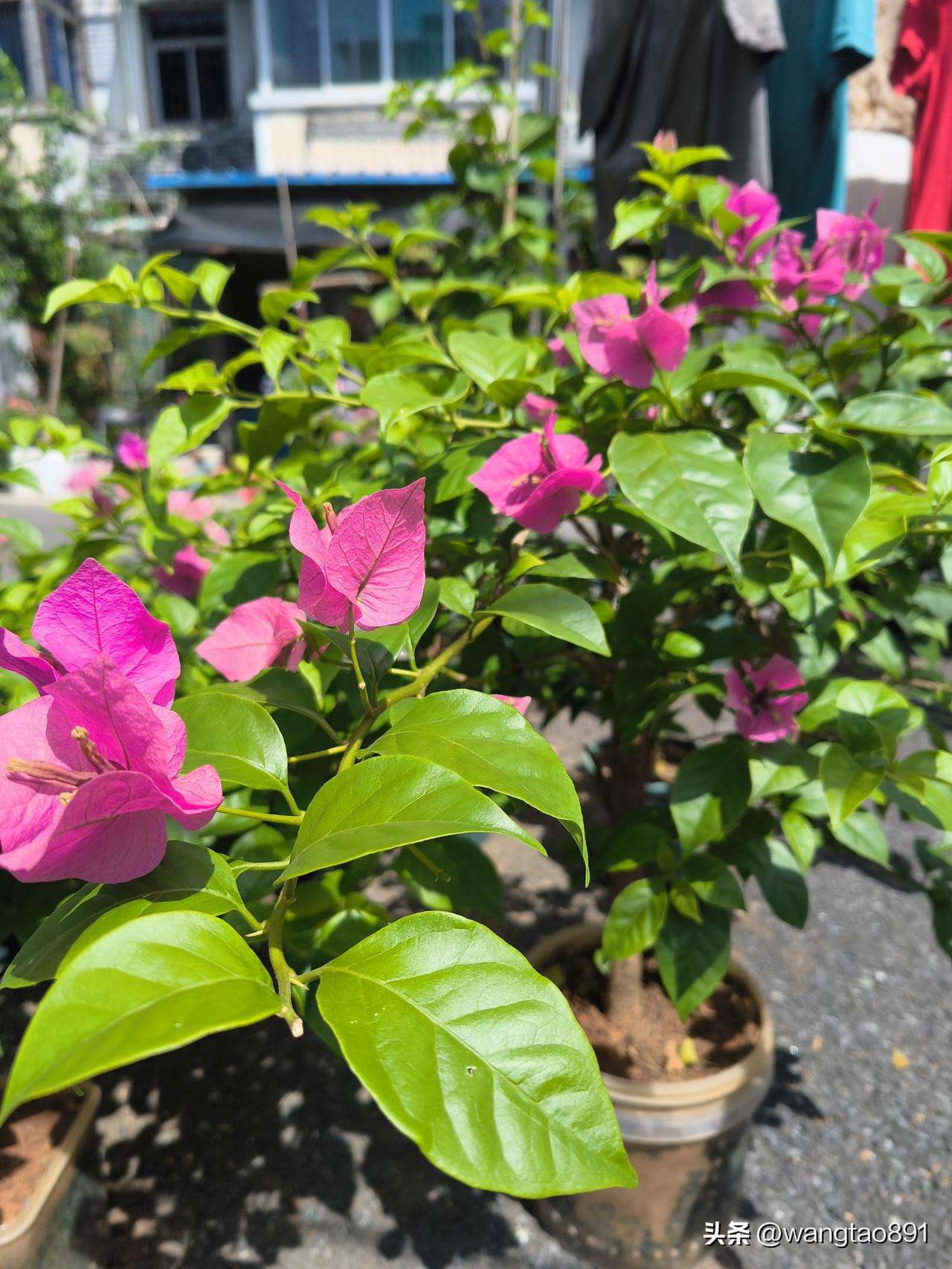 三角梅堪称夏日里的宝藏花卉！盛夏来临时，它在大街小巷热烈盛开，成为南方城市最为亮