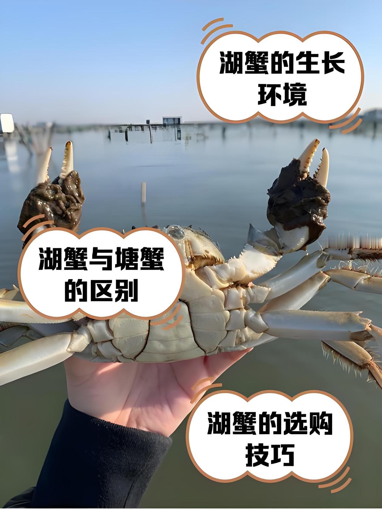 三农领域受重视，大冶的生态蟹产业迎来了发展的春天。华中农业大学实践团就为大冶湖“