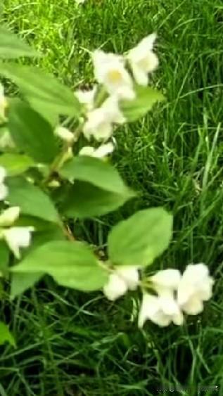 [彩虹]洁白的太平花悄然绽放，素净的花瓣，自带一份温柔的期许。
古人常以太平花寄