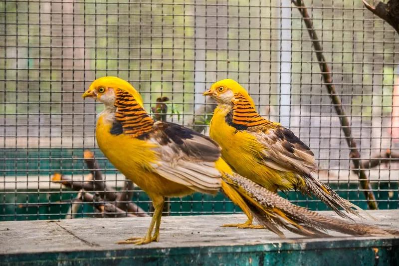 <醉花阴·雉栖架上>
 
架上珍禽姿韵妙，彩羽金光耀。
闲立似含情，顾盼生辉，霞