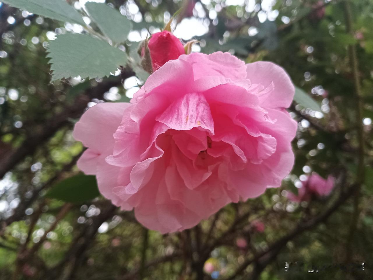 月季花
当下，正是花开的季节，这边芍药花花开正艳，那边月季花也静悄悄地开。
在儿