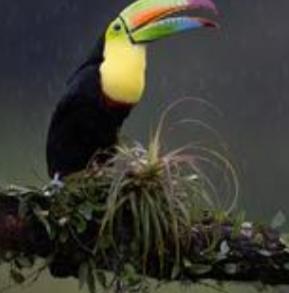 河南小伙在哥斯达黎加收获爱情、家庭和事业。

河南小伙子马可与哥斯达黎加女孩索菲