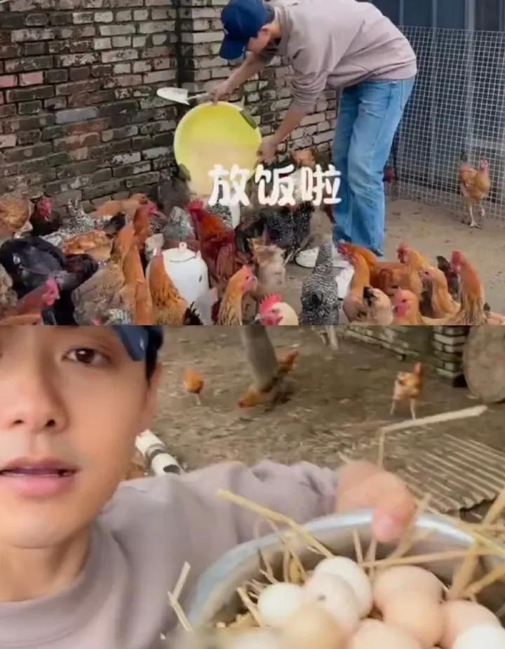 大家不要被马天宇骗了

就马天宇养鸡这事

养的鸡不是山鸡不是地鸡，而是“凤凰鸡