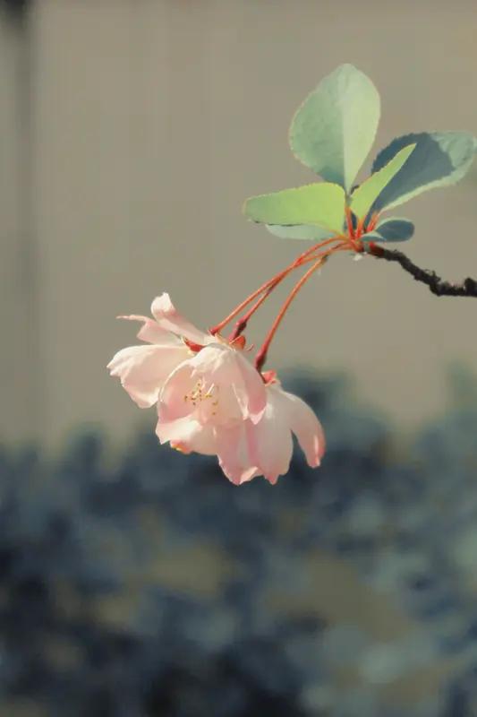 忽然想起了知否里明兰的一段话，这会想来 很是应景。

“这天下 没有谁是谁的靠山