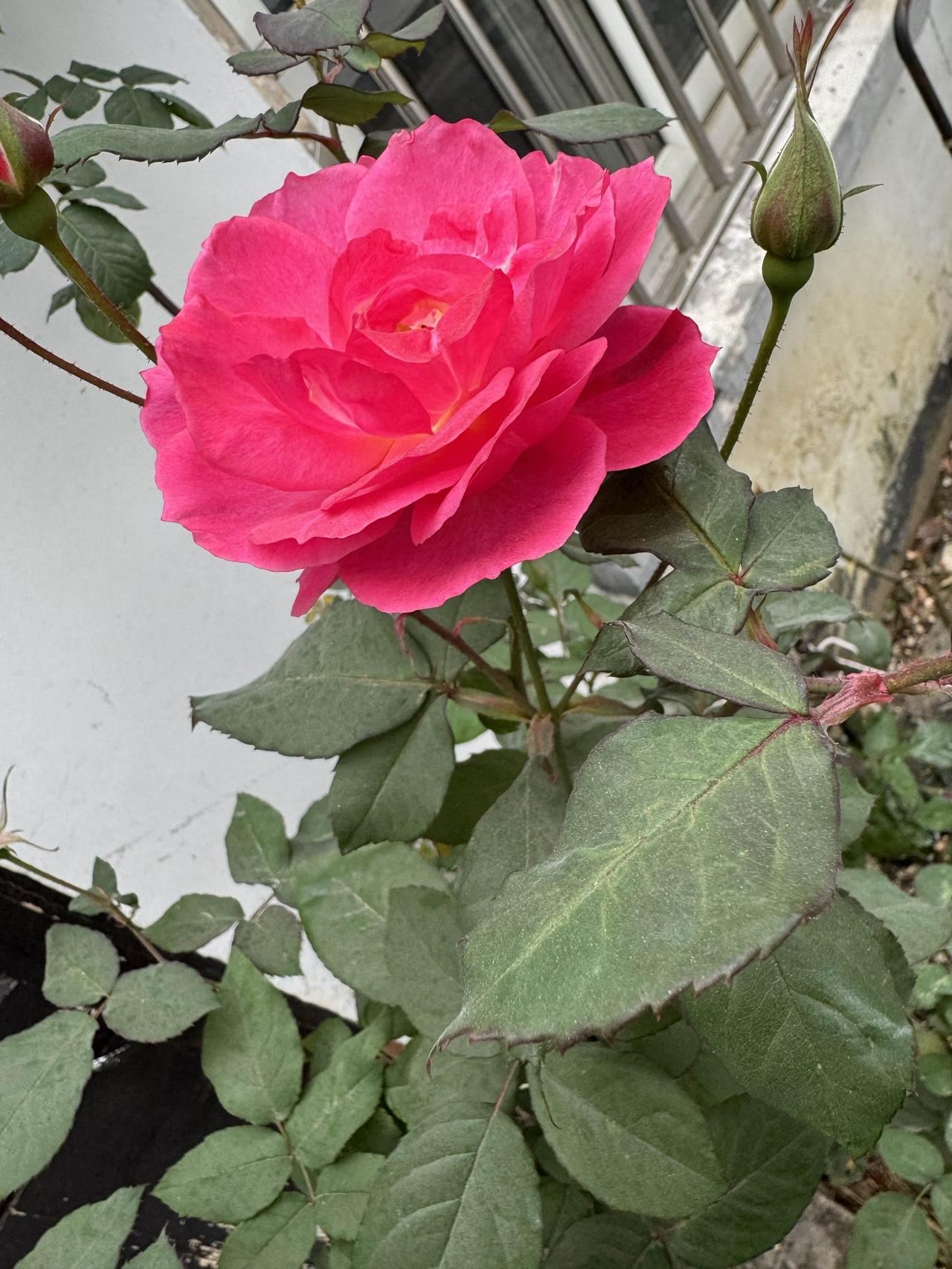 拍一张今天的绝美月季花照片寒冬里，这株月季开得正艳，是今早刚拍下的。花瓣裹着一层