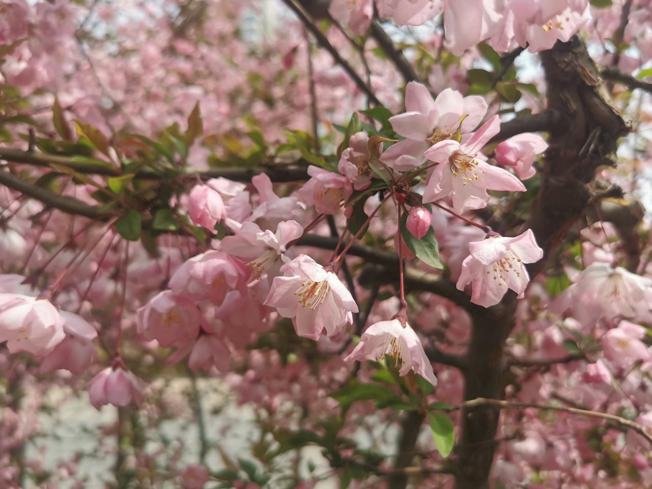 一树成风景，万朵海棠开。河北省培训中心院内春色满园，风景如画。