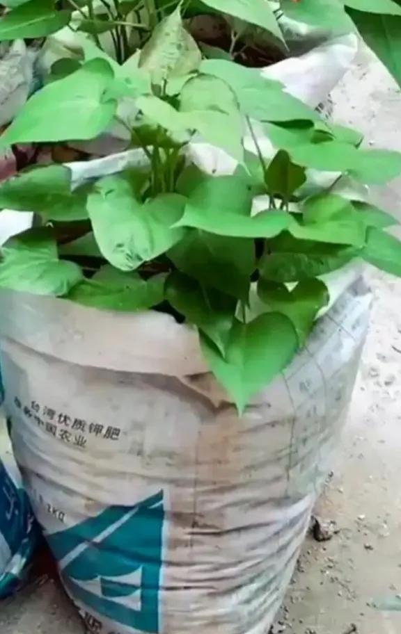 有的时候，一大早就会生气。

早上起床，习惯性的往菜地里一望，发现怎么菜地的那段