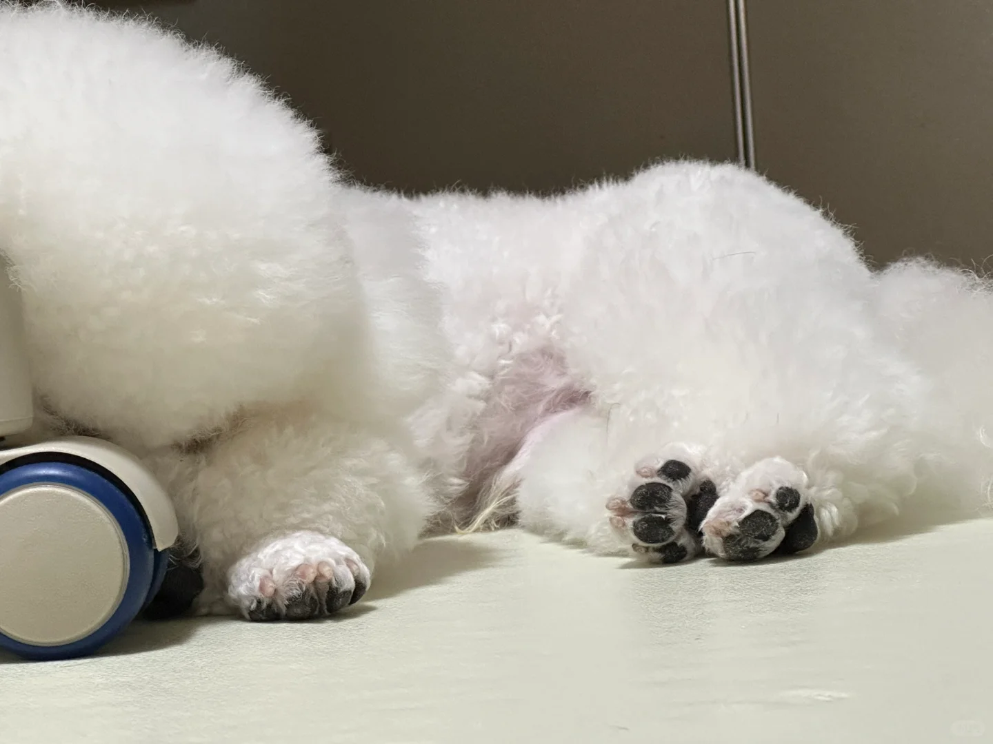 可爱只是我的保护色 性感才是我的必杀技