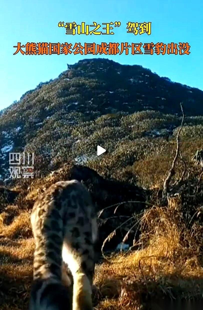 成都大熊猫国家公园的红外监控里，最近闯进了一个“狠角色”。
画面中心，一个壮得像