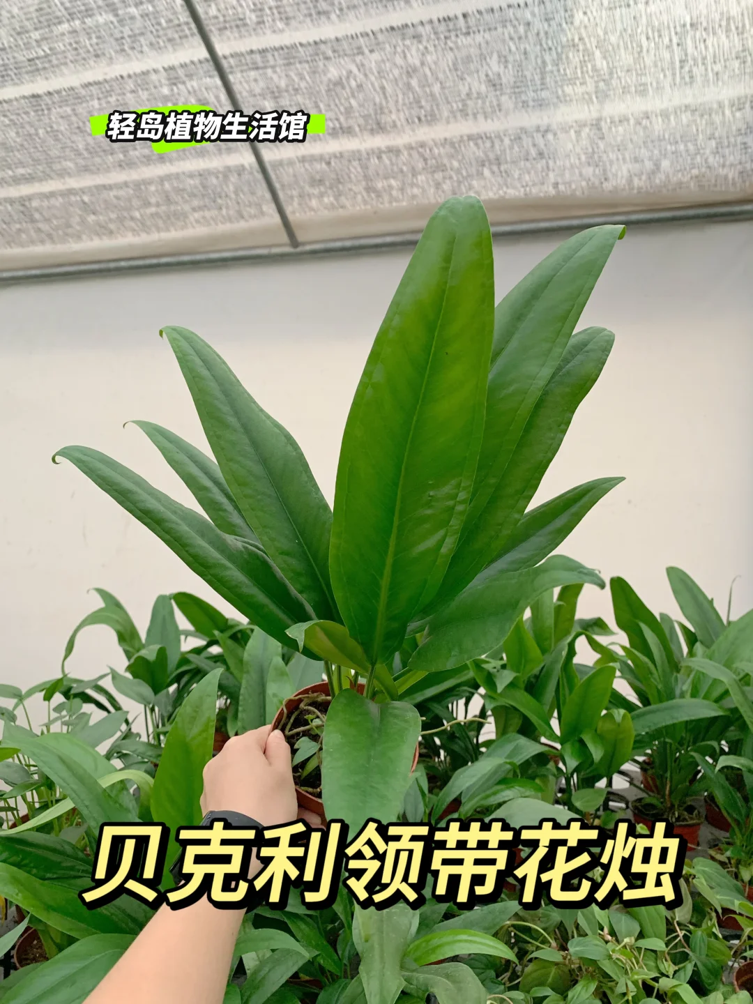 贝克利领带花烛，植物界的优雅传奇💐🪴