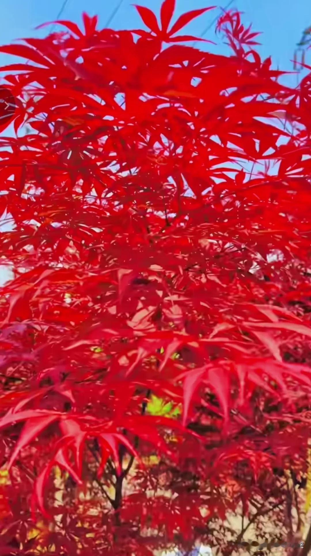 对联挑战：诚邀请秀出你的下联？
上联：秋日红枫，叶叶红如血，
下联：邀请[作揖]