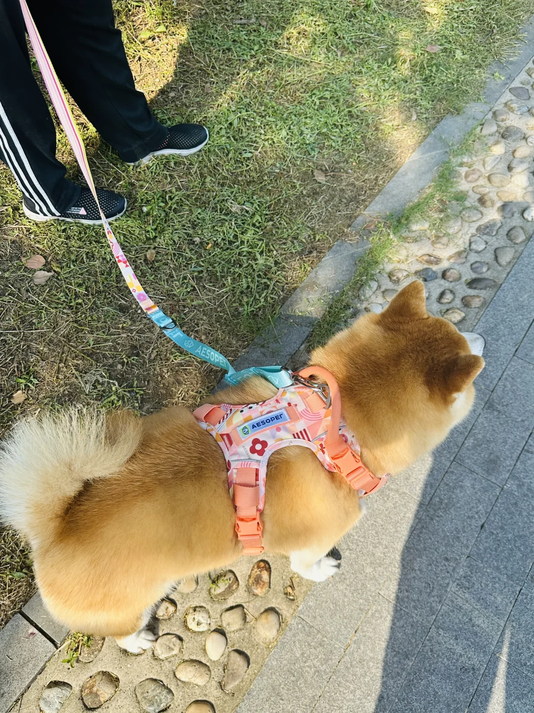 大帅哥回来啦
