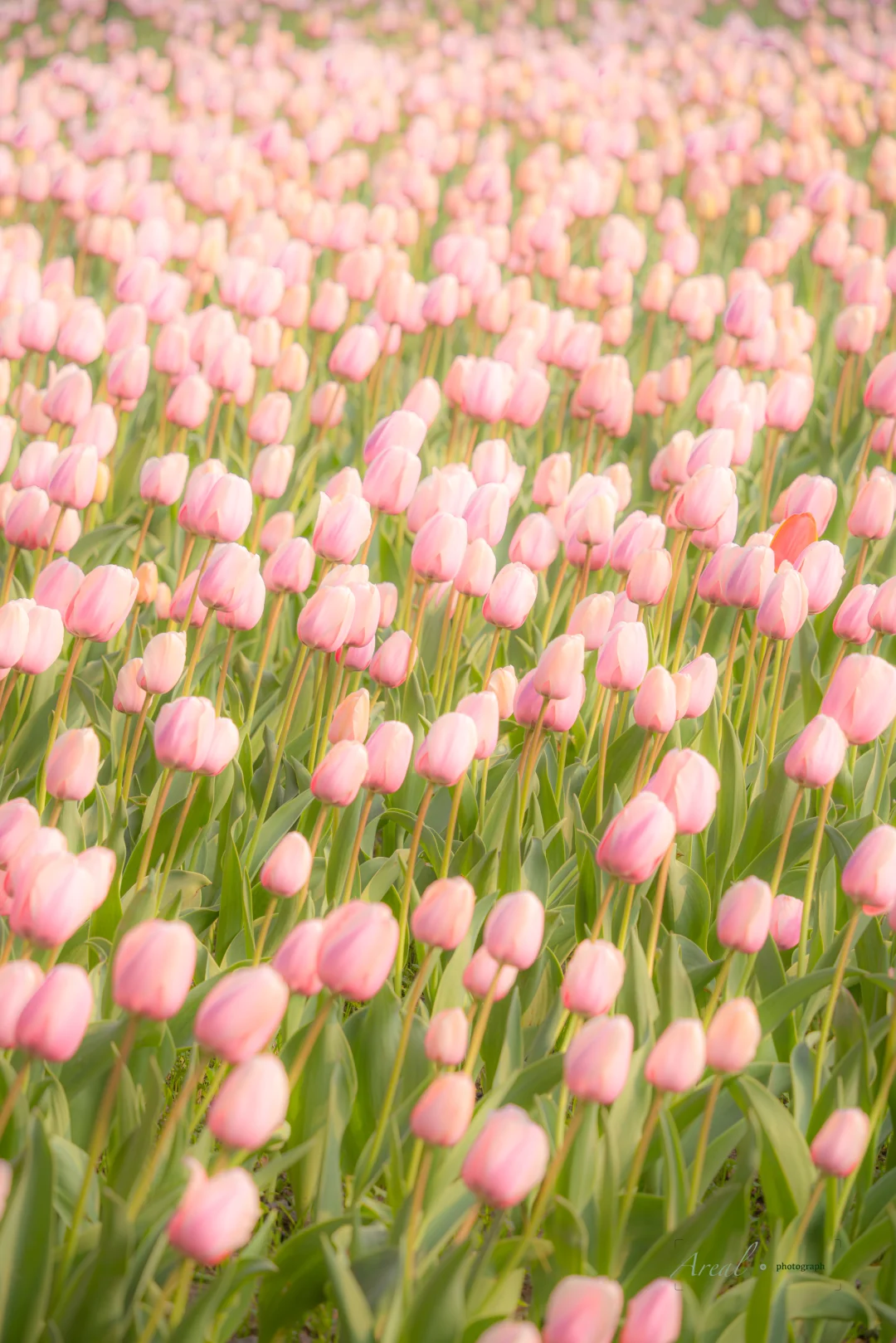 排队+挤4小时，拍成这样值吗？