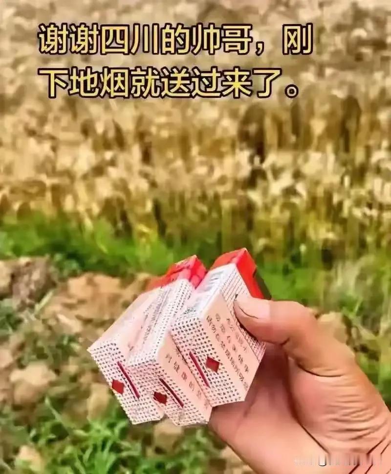 四川上大分了！江苏农机夫妻千里收麦被盛情款待，一幕看哭无数网友
 
最近全网都在