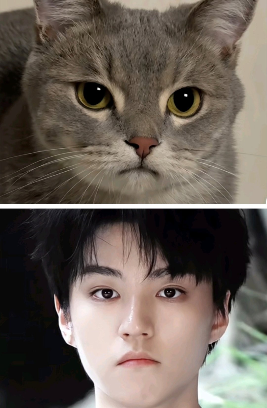 完全是🐱啊 
