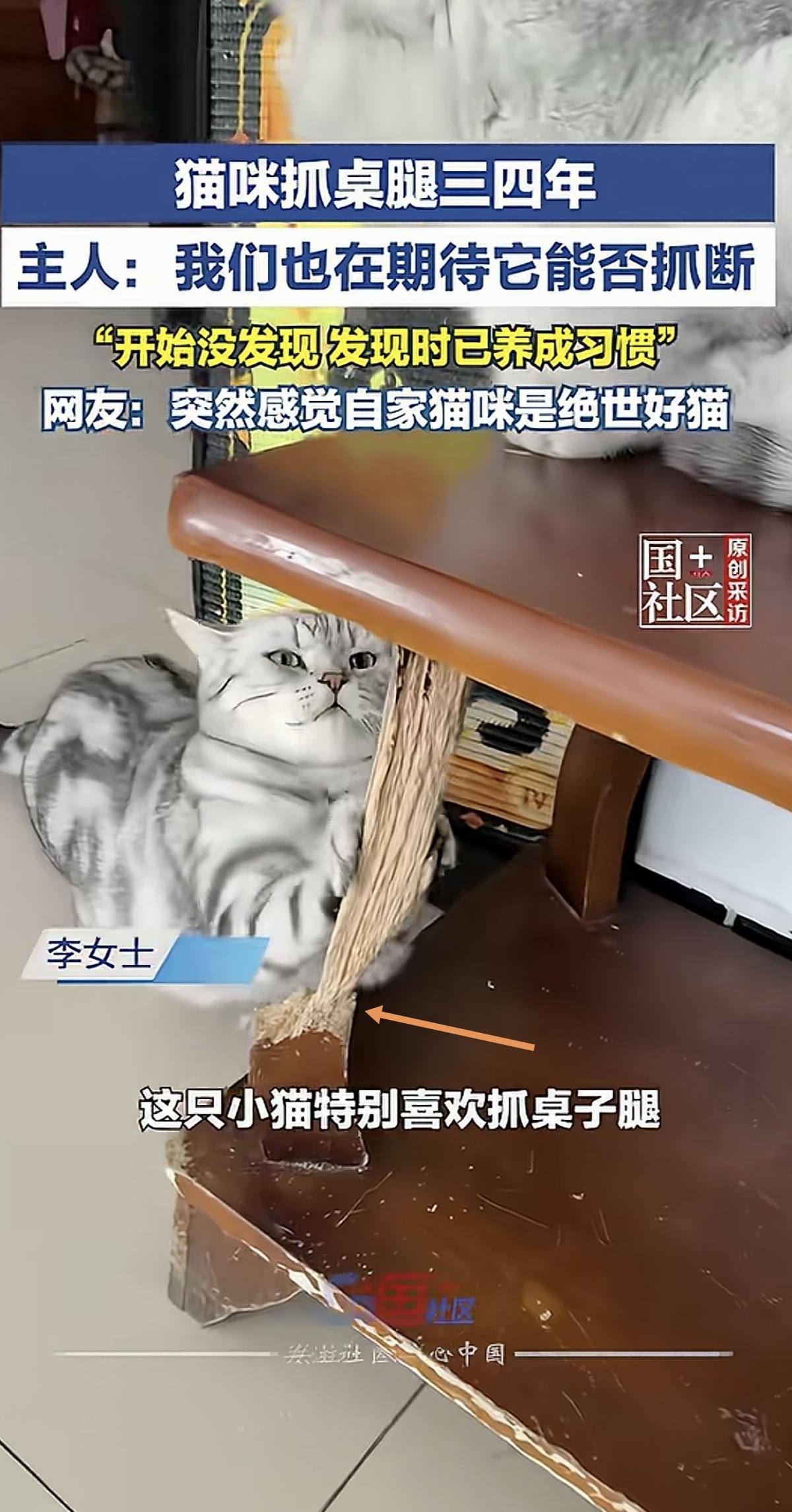 时间的力量！猫咪能把桌腿抓成这样，已经不再是淘气和“拆家”所能解释的了。

据报