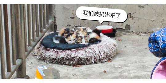 小奶猫被扔了上海急需领养