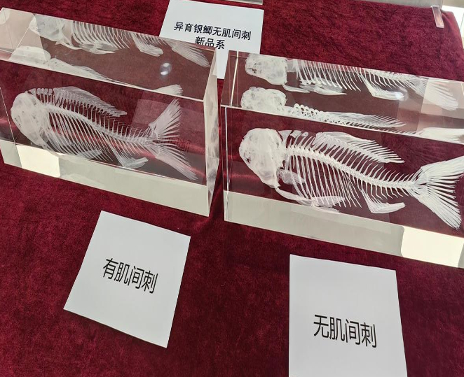 【无刺鲫鱼2026有望端上餐桌】中国人终于对鱼刺下手了让我们一起大声说：“谢谢科